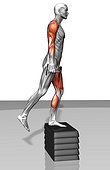 The muscles involved in dumbbell step-up exercises. The agonist (active) muscles and the stabilizing muscles are highlighted.