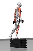 The muscles involved in dumbbell step-up exercises. The agonist (active) muscles and the stabilizing muscles are highlighted.