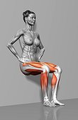 The muscles involved in the wall sit exercise. The agonist (active) muscles and the stabilizing muscles are highlighted.