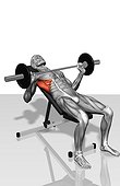 The muscles involved in the bench press incline exercise. The stabilizing muscles are highlighted.