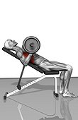 The muscles involved in the bench press incline exercise. The stabilizing muscles are highlighted.