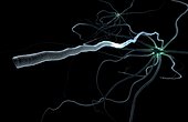 An image of a multipolar neuron. A close up of its axon is shown.