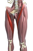 An inferior anterolateral view (left side) of the muscles of the thighs relative to the skeleton. The sartorius muscles are highlighted.