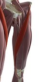 An inferior anterolateral view (right side) of the muscles of the thighs relative to the skeleton. The sartorius muscles are highlighted.