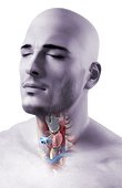 A superior anterolateral view (left side) of the head and neck of a patient on which a tracheotomy has been performed. The skin is semi-transparent showing larynx and the trachea beneath it. A tracheotomy is a procedure performed by paramedics, emer [...]