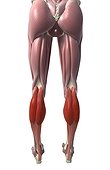 A posterior view of the muscles of the lower body relative to the skeleton. The gastrocnemius muscle is highlighted. The soleus muscle can be seen just deep to the gastrocnemius.