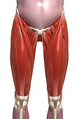 An anterior view of the muscles of the thighs relative to the skeleton.