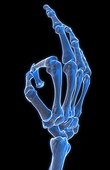 An image of a (skeletal) hand gesture.
