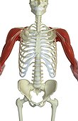 An anterior view of the muscles of the shoulders and upper arms relative to the skeleton.