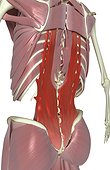A posterolateral view (left side) of the deep back muscles relative to the skeleton. The erector spinae and the iliocostalis thoracic and lumborum are highlighted.