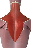 A posterior view of the muscles of the upper back relative to the skeleton. The trapezius muscle is highlighted.