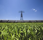 Corn grown for biofuel use. Train carrying corn grain to biofuel plant for electricity production, with pylon in background and corn field in foreground.