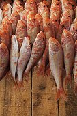 red snapper for sale in fish market. rows of red snapper fish displayed for sale in Central Market