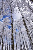 trees blanketed in fresh snowfall