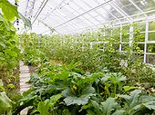 Vegetables growing in a greenhouse
