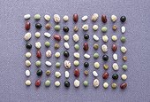 Various dried Beans in row