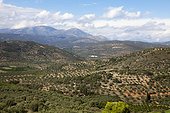 rugged landscape near Mycenae. hilly landscape with olive trees near Mycenae