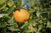 orange growing on a tree. a fresh orange growing on a tree in an orchard