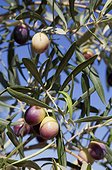 ripening black olives. close-up of black olives ripening
