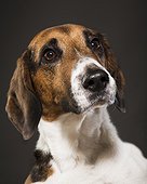 portrait of dog. headshot, brown, wet nose