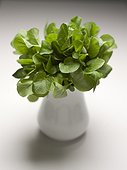 Watercress in a white pitcher. Watercress, a member of the mustard family, is used in salads and as a garnish.