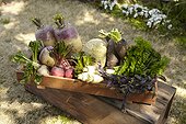 Root vegetables and leafy greens in a wooden box outside