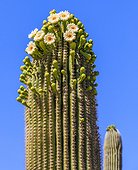 Cactus flowers bloom on saguaro cactus. The saguaro is a tree-like cactus that can grow to be over 70 feet (21 m) tall. It is native to the Sonoran Desert in Arizona, the Mexican State of Sonora, and the Whipple Mountains and Imperial County areas o [...]
