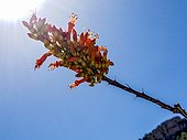 Ocotillo bloom with sun shining behind it. Fouquieria splendens (commonly known as ocotillo) is also called coachwhip, candlewood, slimwood, desert coral, Jacob's staff, Jacob cactus, and vine cactus. It is a plant indigenous to the Sonoran Desert a [...]