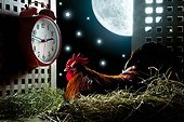 rooster waits the dawn in the henhouse