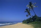 Palm trees on beach surrounding of Bentota (South West coast), Sri Lanka