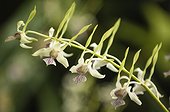 Delicate green flowers of dendrobium orchid with striped lips