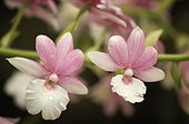 Pink and white flowers of calanthe orchid