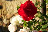 Giardino rustico, Rose rosse, rose pallide