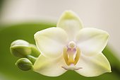Light greenish flowers of moth orchid