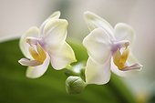 Light greenish flowers of moth orchid