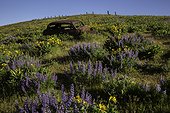 Wildflowers, mostly lupine and balsom root, at their peak bloom in Columbia Hills State Park, Washington state. The park is located 6 miles east of Dallesport on SR 14 in Klickitat County.