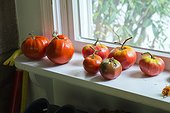 fresh tomatoes from garden on window sill