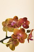 Rust colored with pink blush miniature phalaenopsis orchid