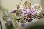 Phalaenopsis Flight of Birds 'Flutterby' HCC/AOS