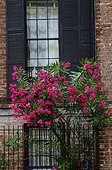 Pink oleander blooming in old Savannah.