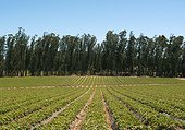 Rows of strawberries growing on a large commercial farm with trees in the background
