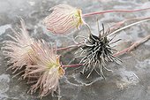 Macro close-up detail of natural Prairie Smoke wildflower specimens and a handcrafted sterling silver replica