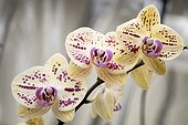 Harlequin yellow with red dots moth orchid flowers
