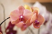Phalaenopsis orchid Surf Song Flower Duo