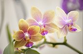 Blossoming plant of Phalaenopsis Orchid I-Hsin Venus 'Sweet Fragrant'