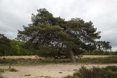 Pinus sylvestris; Veluwe, Gelderland, Netherlands.