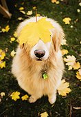 Golden Retriever in autumn leaves