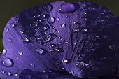 Petal of purple violet covered with raindrops.