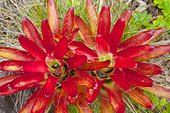 Two red bromeliads in Upcountry Maui, Hawaii, USA. There are about 3,000 species of bromeliads. This is one of the most colorful of all the plant families in terms of both foliage and flower varieties. Bromeliads come in an unbelievable variety of c [...]