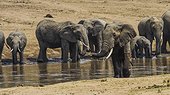 African Elephants crossing the Mara River.